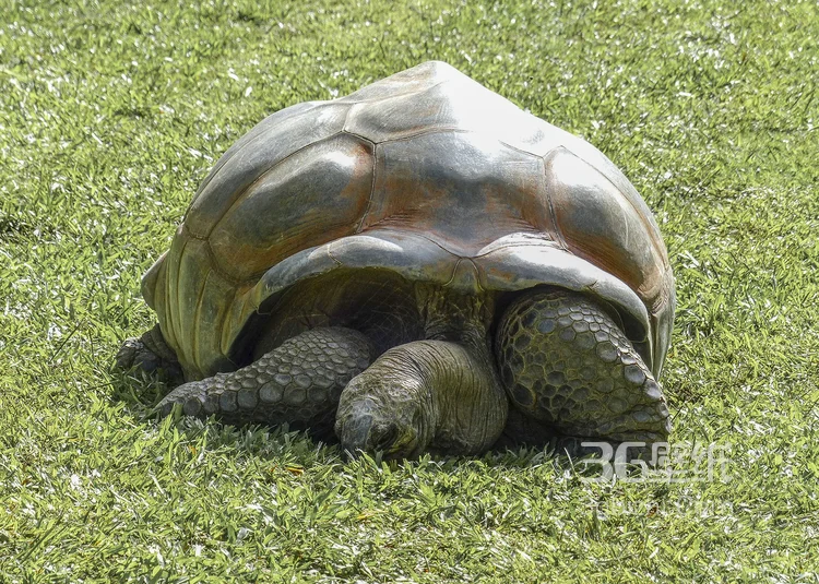 长寿和财富的代表“龟”的一组高清图片8