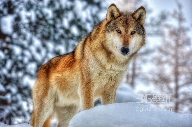 来自森林的霸主“狼”高清图片9