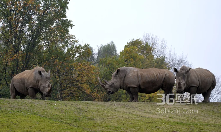 陆地上的独角兽，看似笨重却强壮无比的大犀牛2