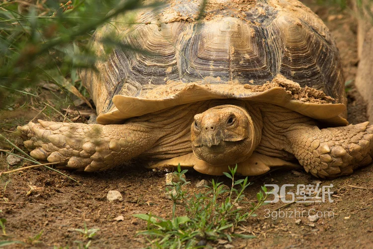 长寿和财富的代表“龟”的一组高清图片12
