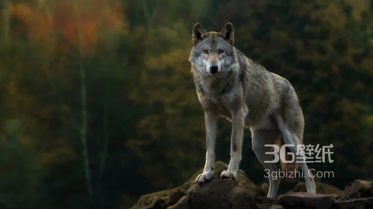来自森林的霸主“狼”高清图片7