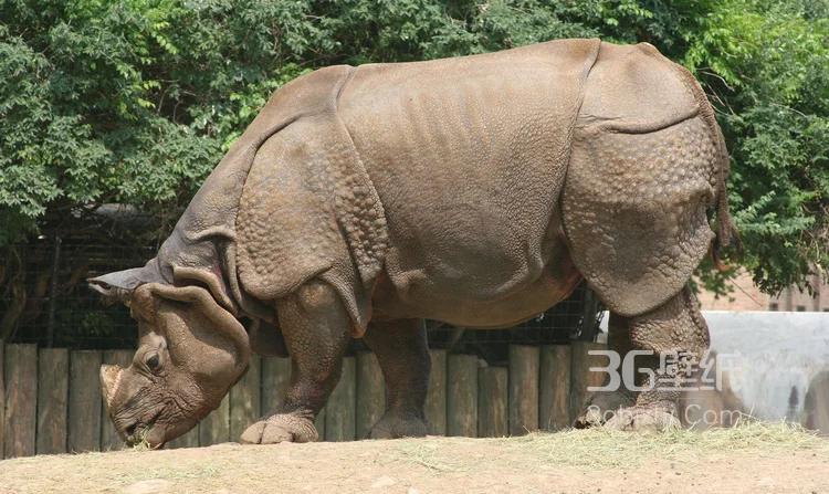 陆地上的独角兽，看似笨重却强壮无比的大犀牛5