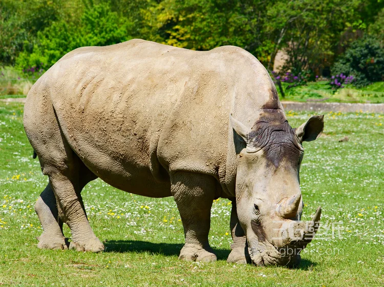 陆地上的独角兽，看似笨重却强壮无比的大犀牛4