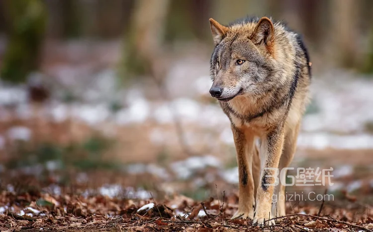 来自森林的霸主“狼”高清图片5