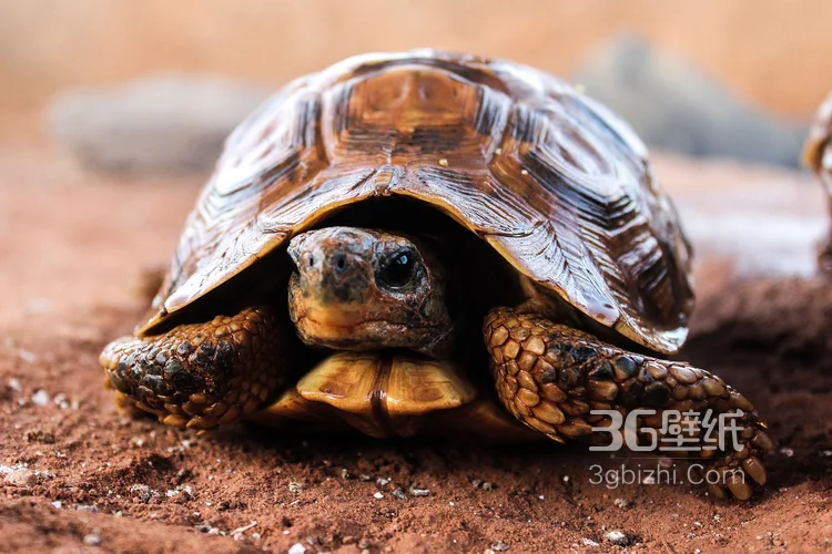 长寿和财富的代表“龟”的一组高清图片3