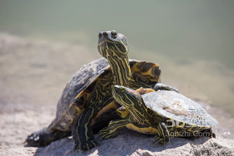 长寿和财富的代表“龟”的一组高清图片11