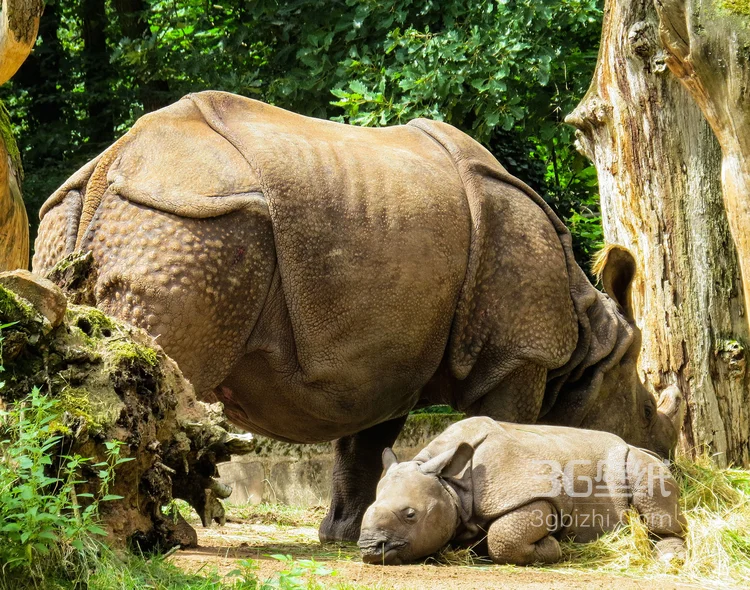 陆地上的独角兽，看似笨重却强壮无比的大犀牛10