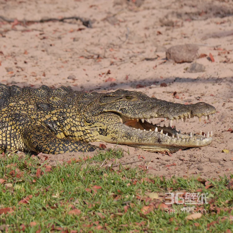 雨林的大佬“鳄鱼”近距离高清图片10