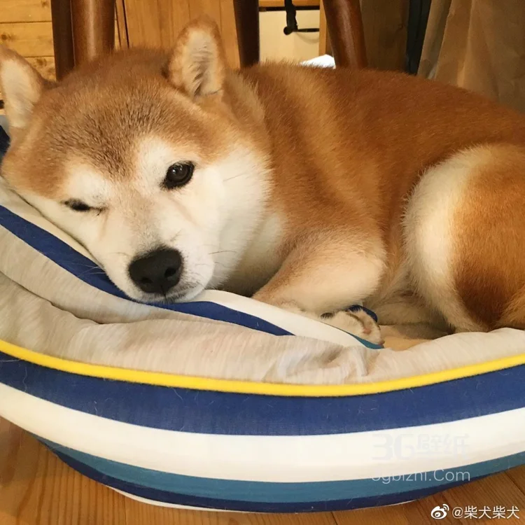 可爱的萌宠猫和狗狗的图片4