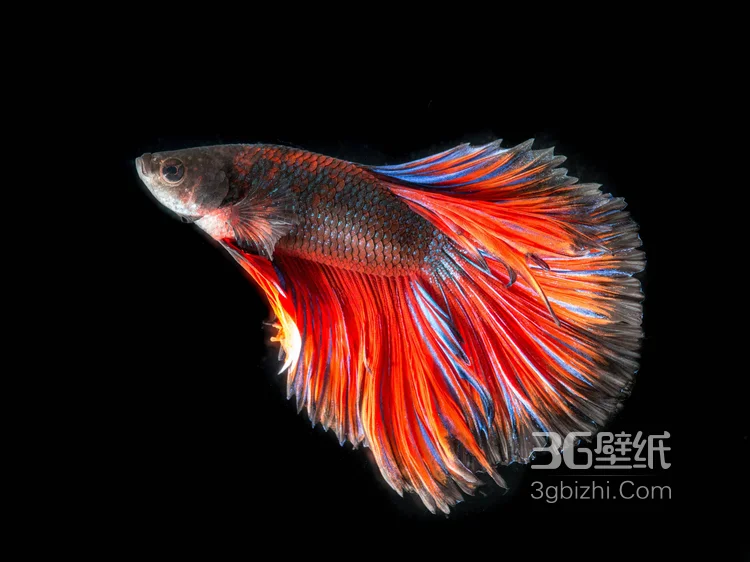 产自泰国的多彩鱼身的“斗鱼”高清图片5