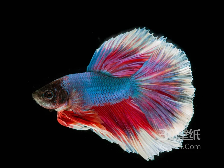 产自泰国的多彩鱼身的“斗鱼”高清图片3