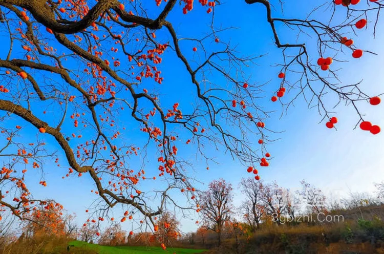 长满果实的柿子树图片大全，很唯美。8