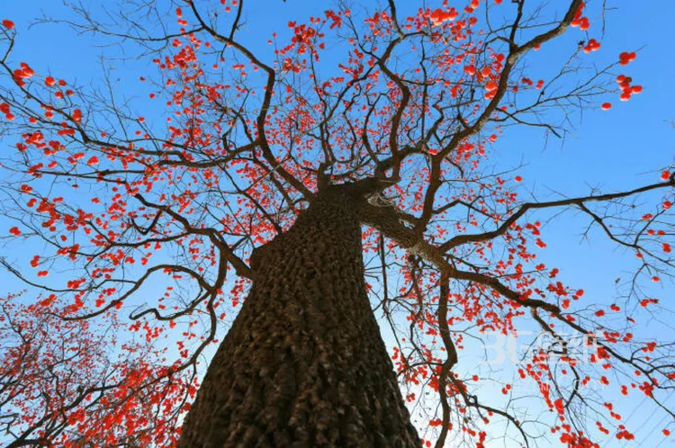 长满果实的柿子树图片大全，很唯美。5