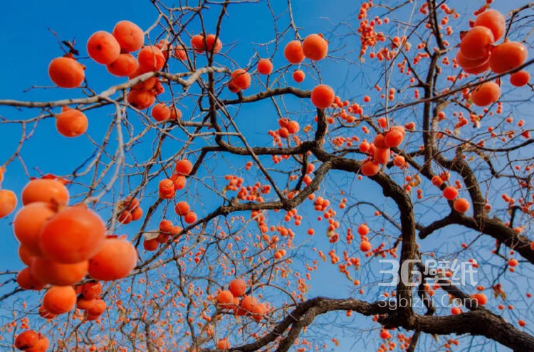 长满果实的柿子树图片大全，很唯美。3