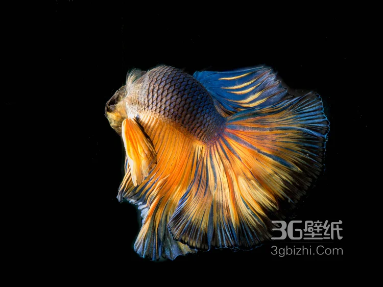 产自泰国的多彩鱼身的“斗鱼”高清图片4