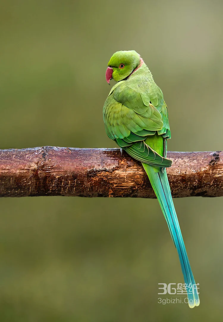 最有灵性的鸟，黄嘴绿毛的鹦鹉图片5