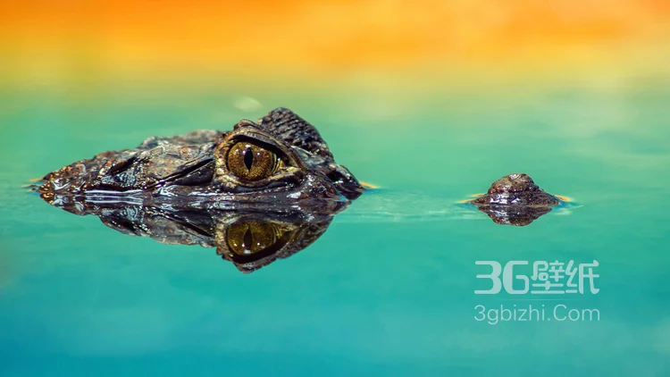 雨林的大佬“鳄鱼”近距离高清图片6