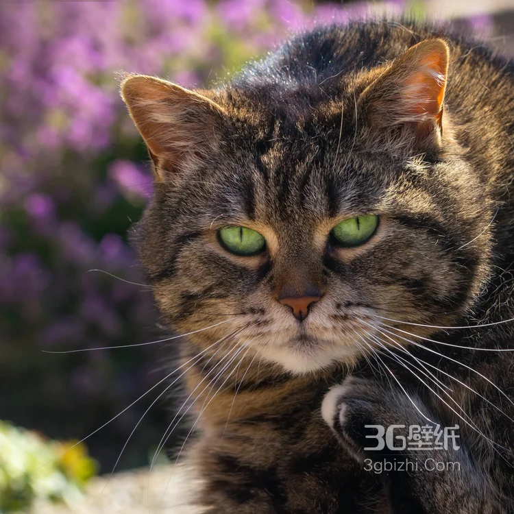 可爱的大眼萌猫高清图片免费下载6