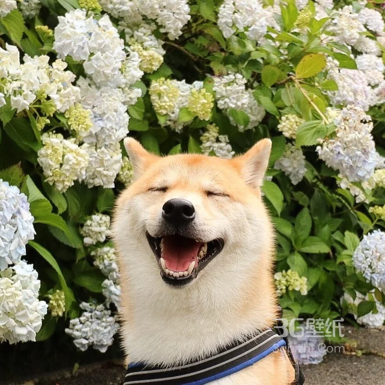 花中最灿烂的狗狗笑容图片高清2