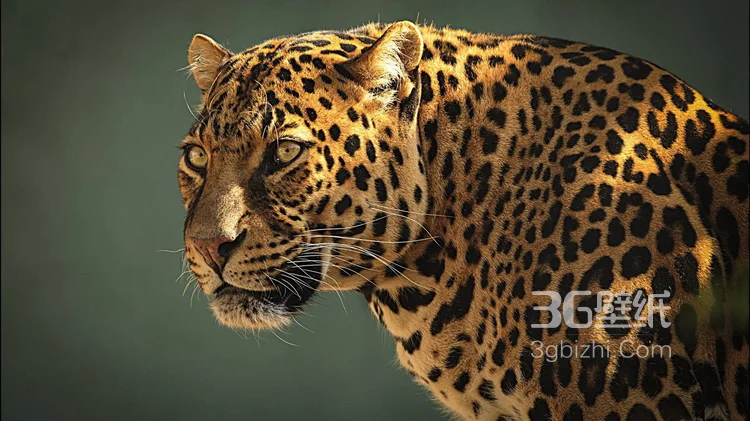 荒野中快如闪电的猎豹图片可做壁纸3