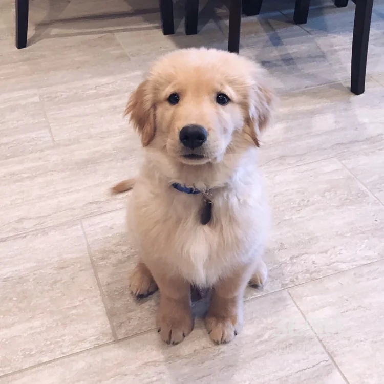 可爱的萌宠猫和狗狗的图片9