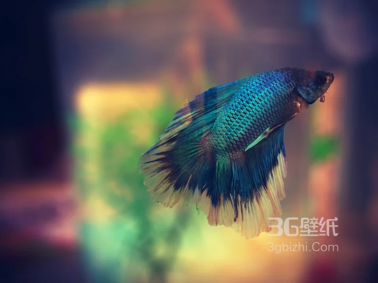 产自泰国的多彩鱼身的“斗鱼”高清图片6