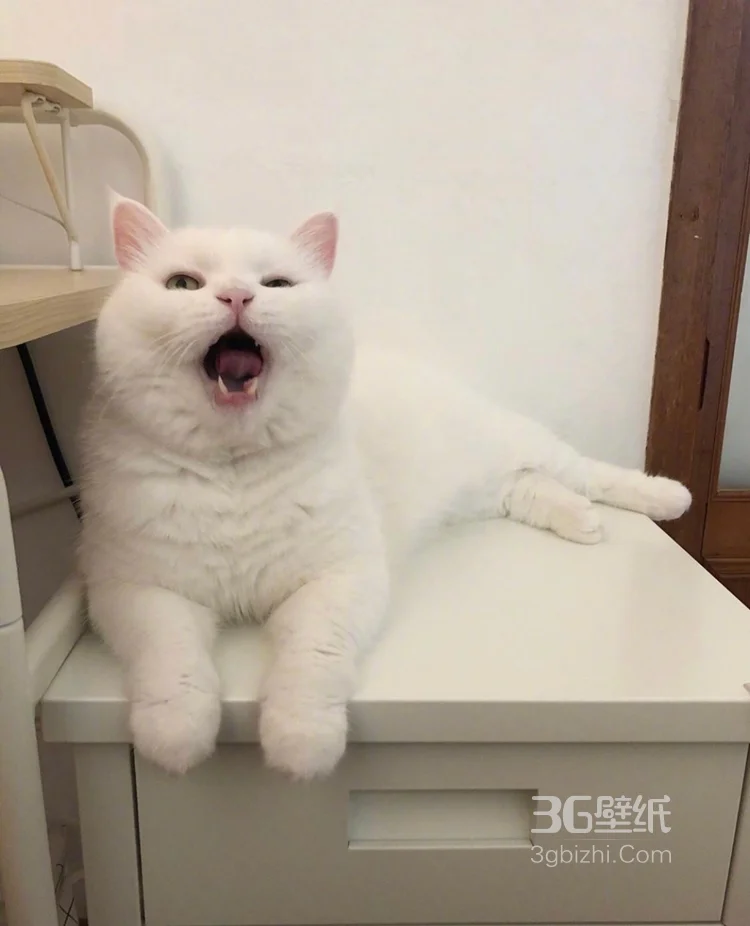 可爱的萌宠猫和狗狗的图片8