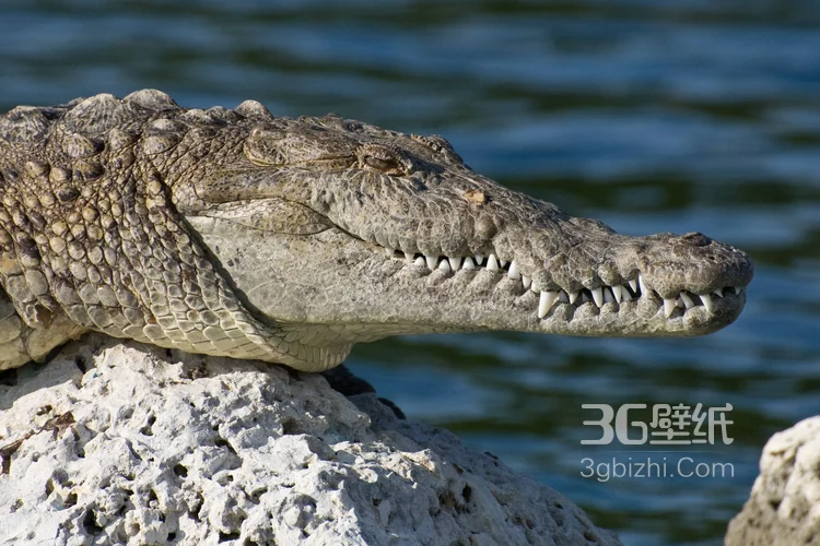 雨林的大佬“鳄鱼”近距离高清图片9