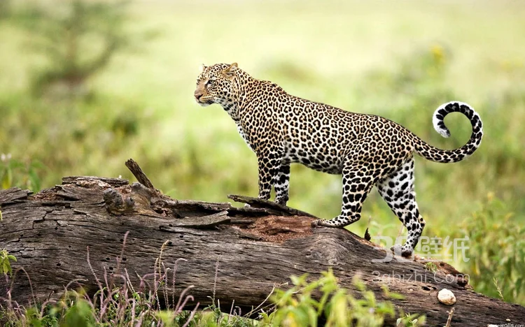荒野中快如闪电的猎豹图片可做壁纸6