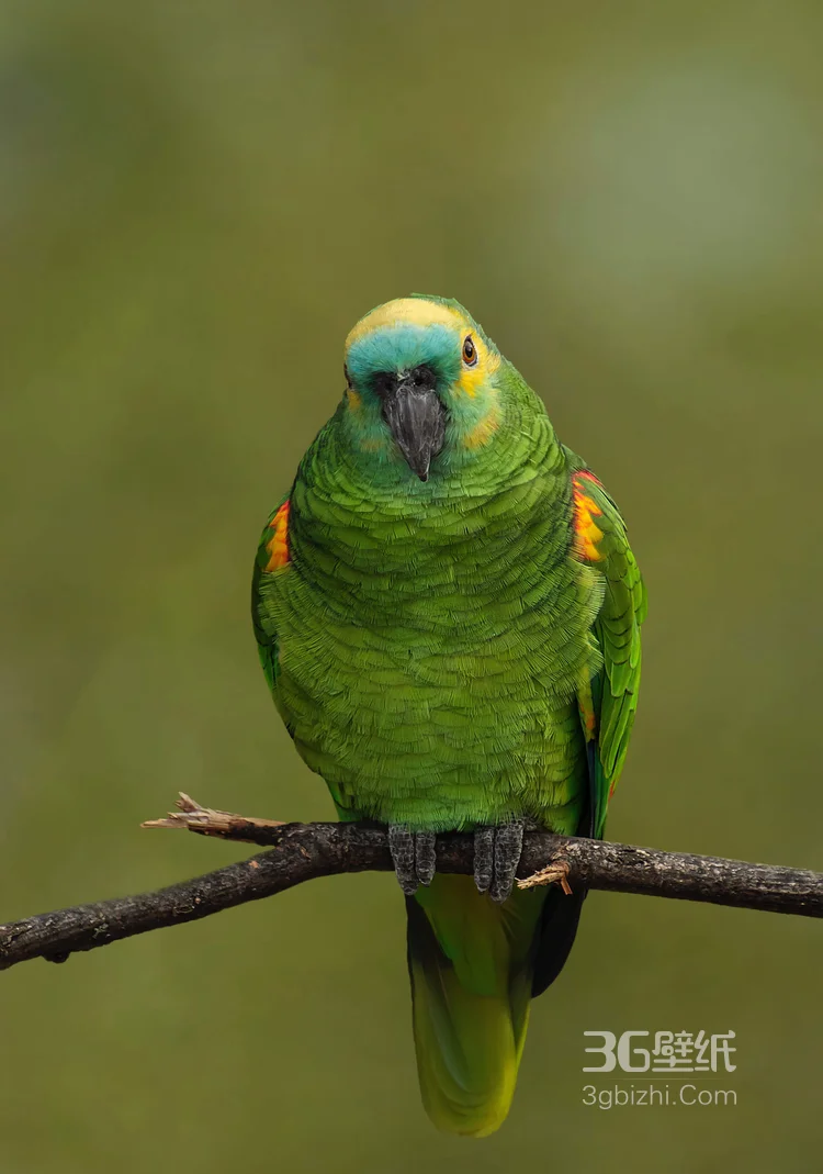 最有灵性的鸟，黄嘴绿毛的鹦鹉图片2