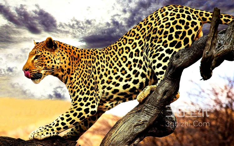 荒野中快如闪电的猎豹图片可做壁纸4