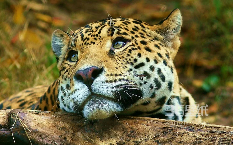 荒野中快如闪电的猎豹图片可做壁纸9