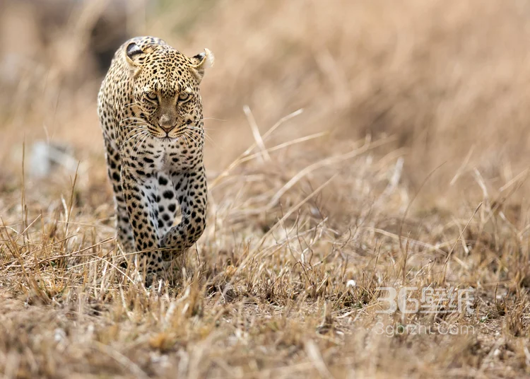 荒野中快如闪电的猎豹图片可做壁纸7