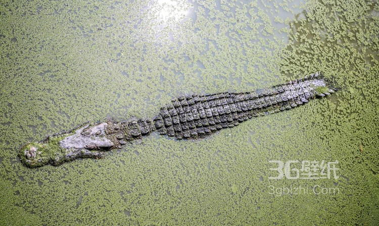 雨林的大佬“鳄鱼”近距离高清图片5