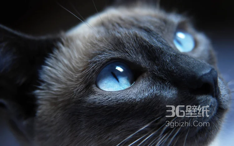 可爱的大眼萌猫高清图片免费下载4