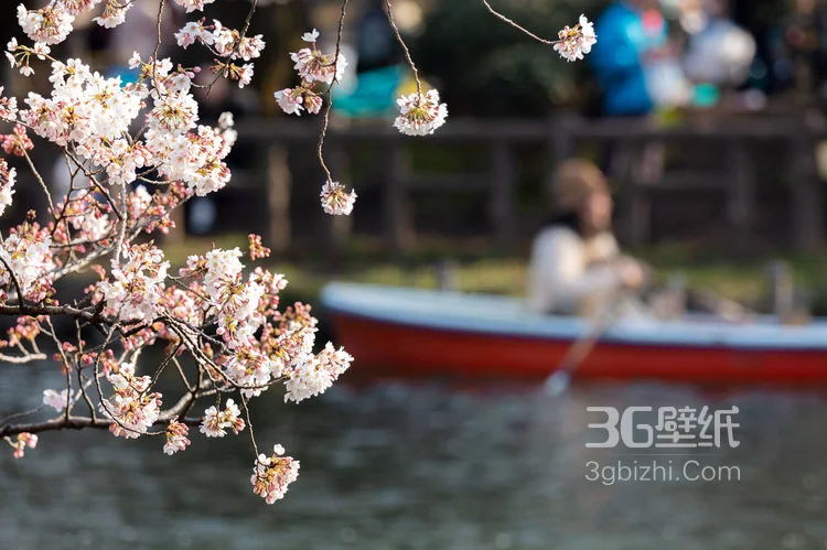 被奉为日本国花的“樱花”写真图片大全6