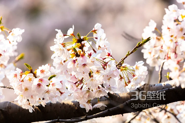 被奉为日本国花的“樱花”写真图片大全9