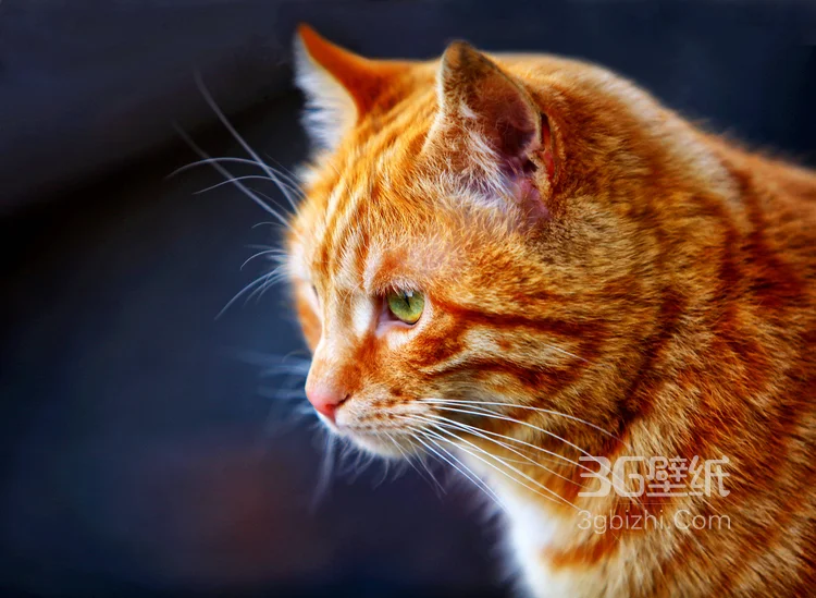 可爱的大眼萌猫高清图片免费下载2