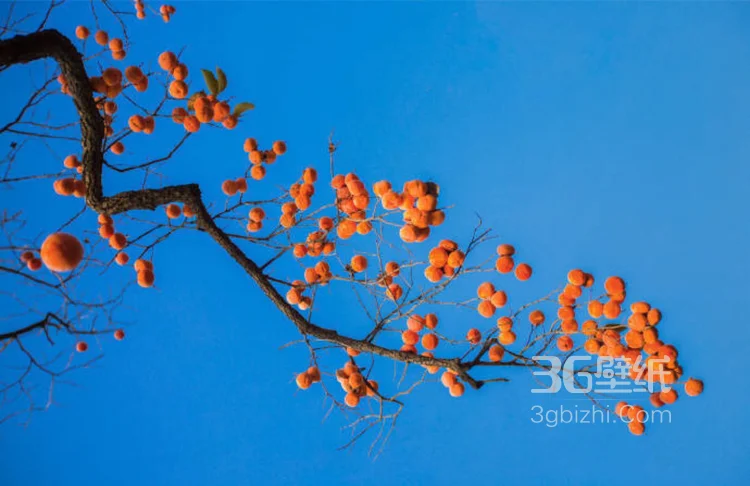 长满果实的柿子树图片大全，很唯美。7