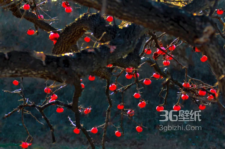 长满果实的柿子树图片大全，很唯美。6