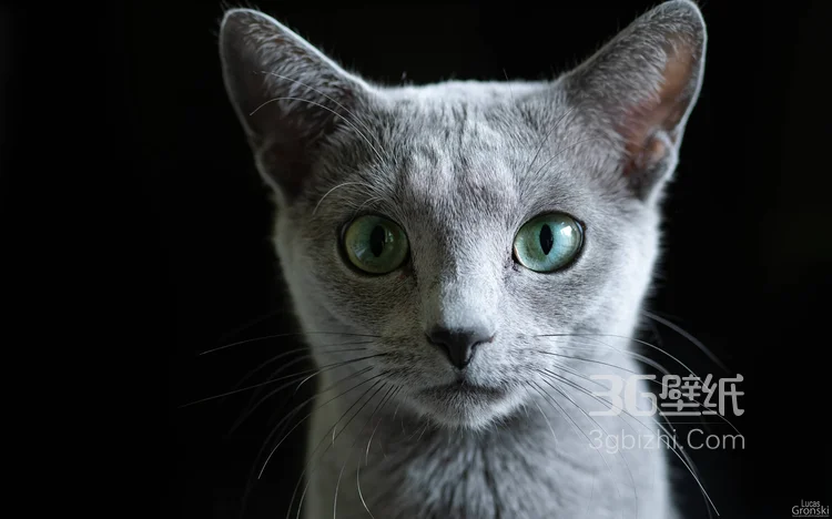 可爱的大眼萌猫高清图片免费下载11