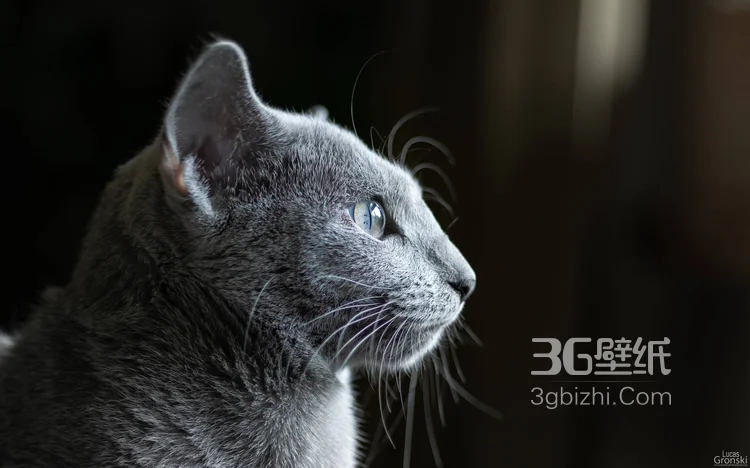 可爱的大眼萌猫高清图片免费下载5