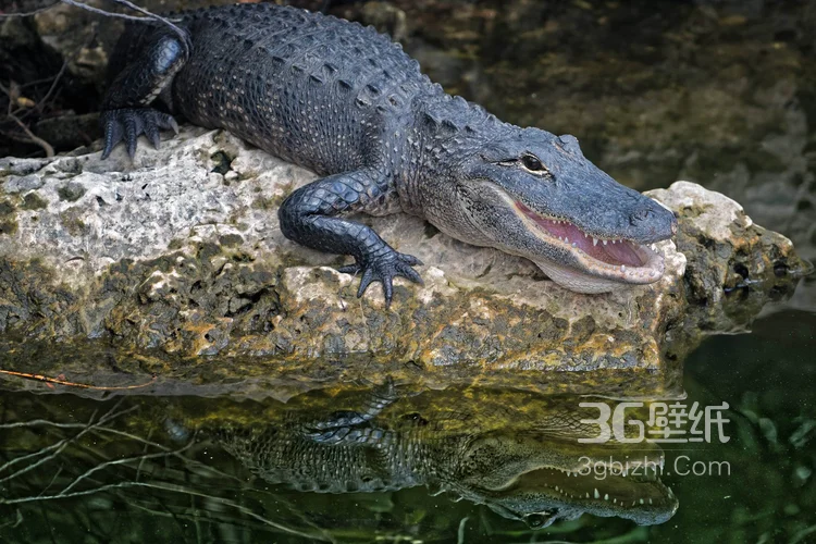 雨林的大佬“鳄鱼”近距离高清图片2