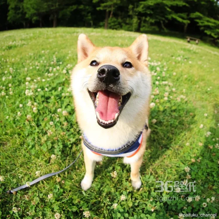 花中最灿烂的狗狗笑容图片高清6