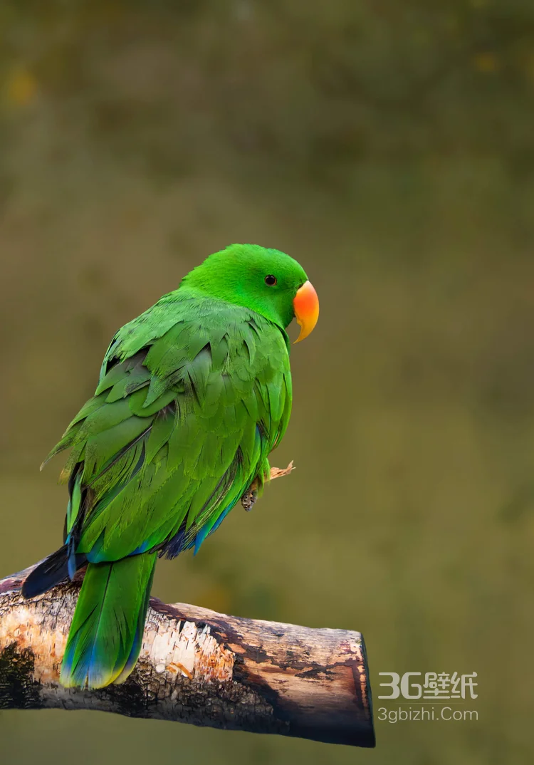 最有灵性的鸟，黄嘴绿毛的鹦鹉图片9