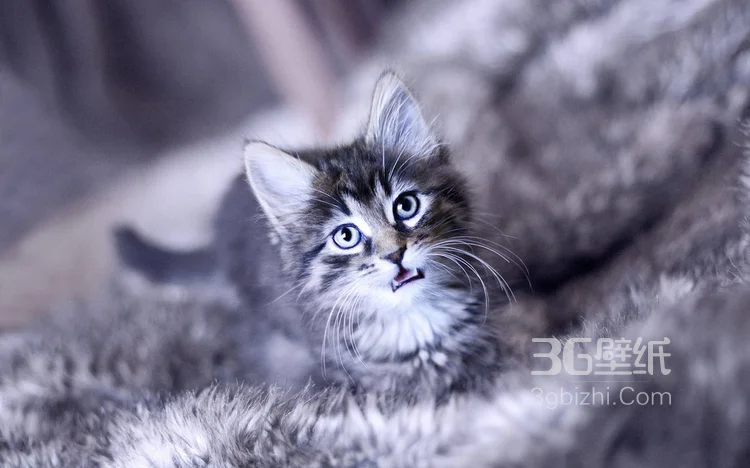 可爱的大眼萌猫高清图片免费下载12