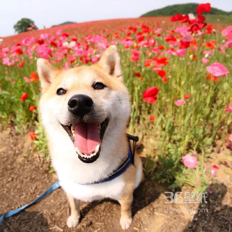 花中最灿烂的狗狗笑容图片高清5