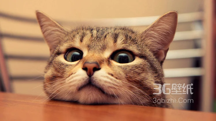 可爱的大眼萌猫高清图片免费下载7