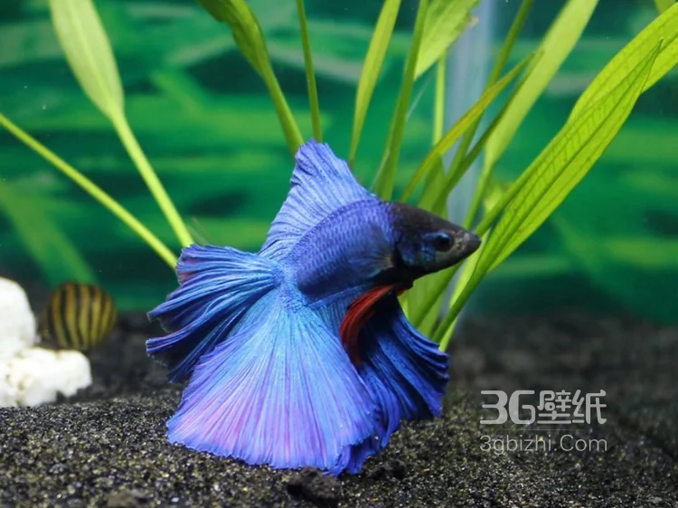 产自泰国的多彩鱼身的“斗鱼”高清图片10