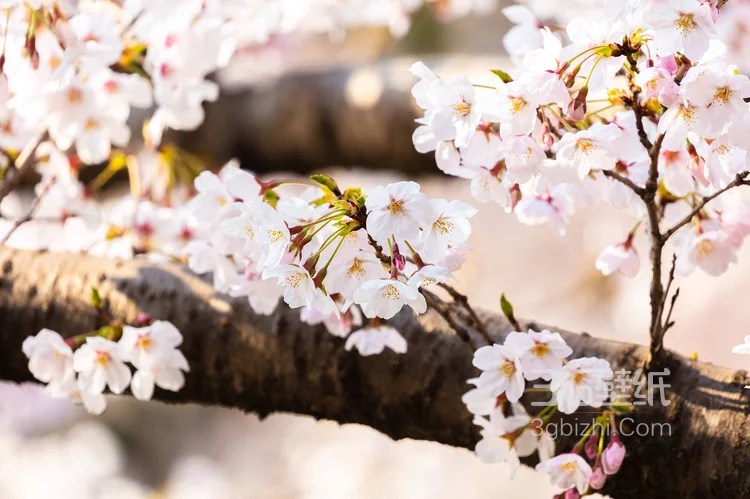 被奉为日本国花的“樱花”写真图片大全8